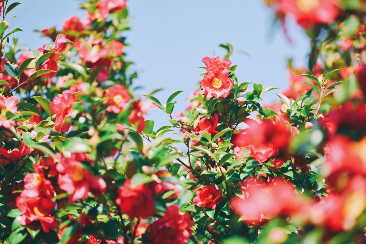 kuri_sss303's tweet image. 季節