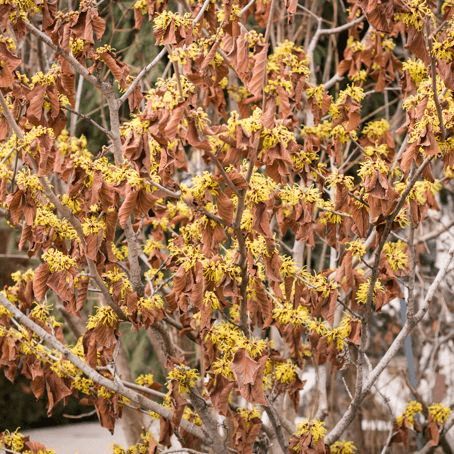 MomentsintheG's tweet image. My witch hazel is in full bloom now.  Interesting how the old leaves stay on the bush
#witchhazel #februarygarden #yellowflowers #floweringshrub #momentsinthegardenphotography