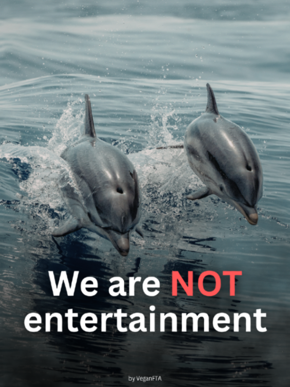 teamveganfta's tweet image. Freedom is their right, not our entertainment. 🚫

Let animals live as they were meant to. 🐬

#animalrights #freedom #emptythetanks #dolphins #dolphin