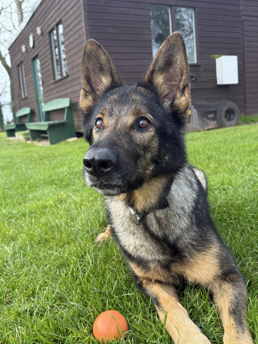 Devon Police Dogs tweet media