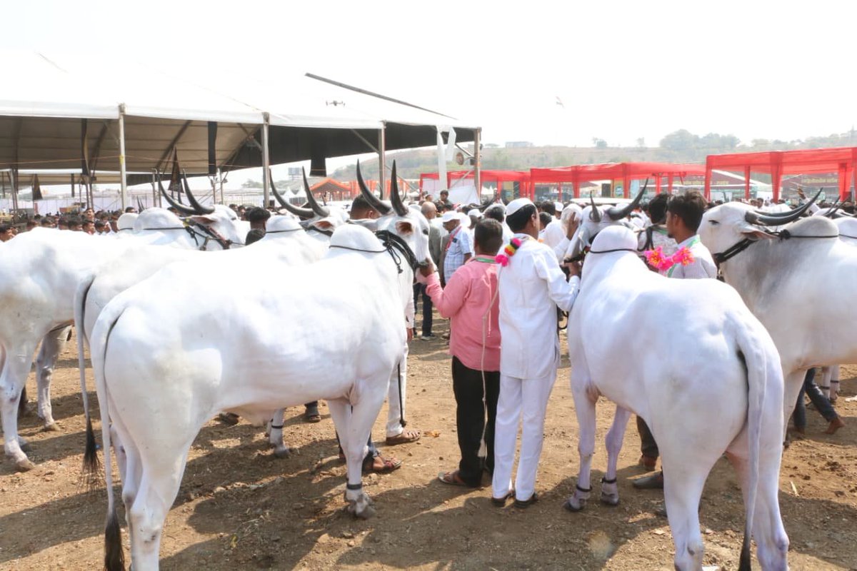 airnews_arngbad's tweet photo. #बीड - पशुसंवर्धन विभागाच्या ‘महापशूधन एक्सपो’ या राष्ट्रीय पशू प्रदर्शनाचे उद्घाटन आज परळी येथे पर्यावरण मंत्री पंकजा मुंडे यांच्या हस्ते करण्यात आले. यावेळी आमदार धनंजय मुंडे, जिल्हाधिकारी विवेक जॉन्सन आदी मान्यवर उपस्थित होते.
पीटीसी – @raviubale_press https://t.co/cROu2HKnxU