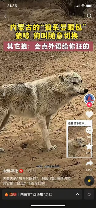 山鸡哥 tweet media