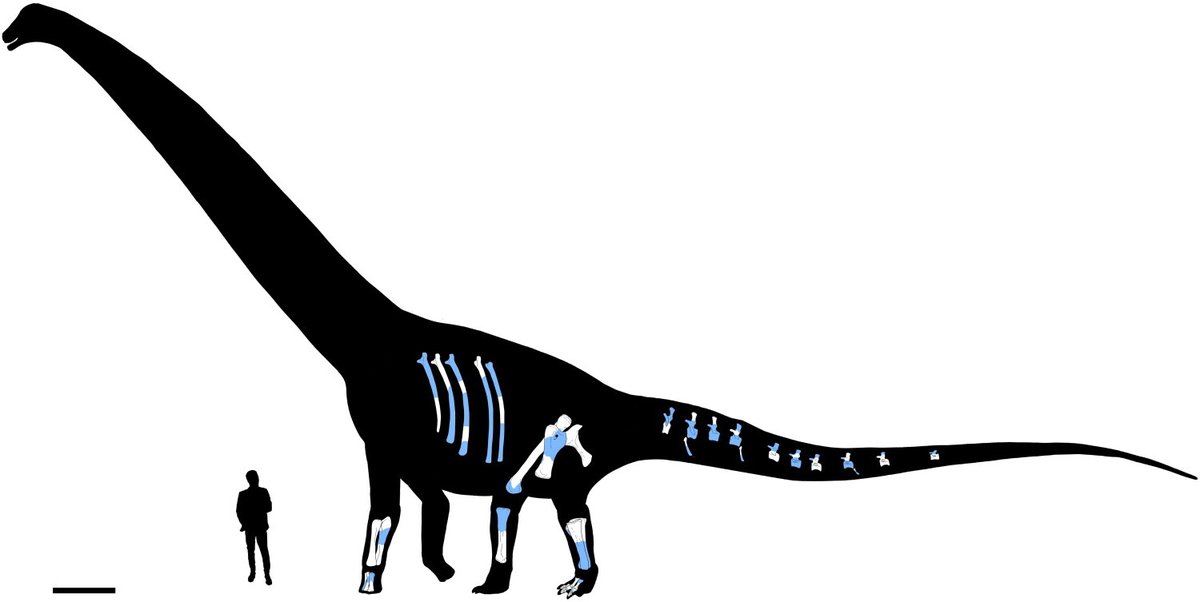 PedroLGodoy's tweet photo. 🦕 New paper out! Dasosaurus tocantinensis, a new Early Cretaceous titanosauriform from Brazil (Grajaú Basin), is now published in the Journal of Systematic Palaeontology.
🔗 https://t.co/BdyhAxNFDS https://t.co/19UYpzmkGl