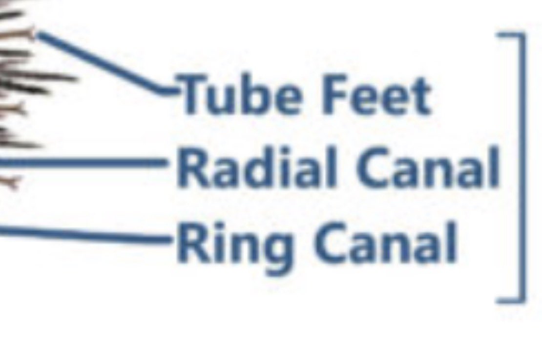 Gamble Weh Deer tweet media