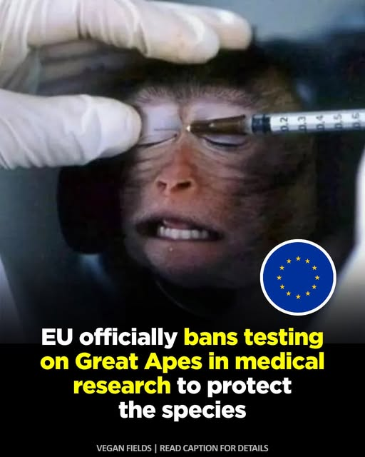 L'UE interdit officiellement les tests sur les grands singes dans le cadre de la recherche médicale afin de protéger l'espèce.