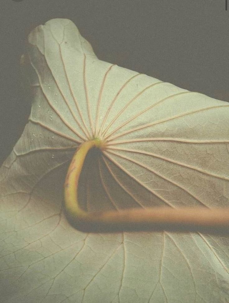 theboneca's tweet image. 