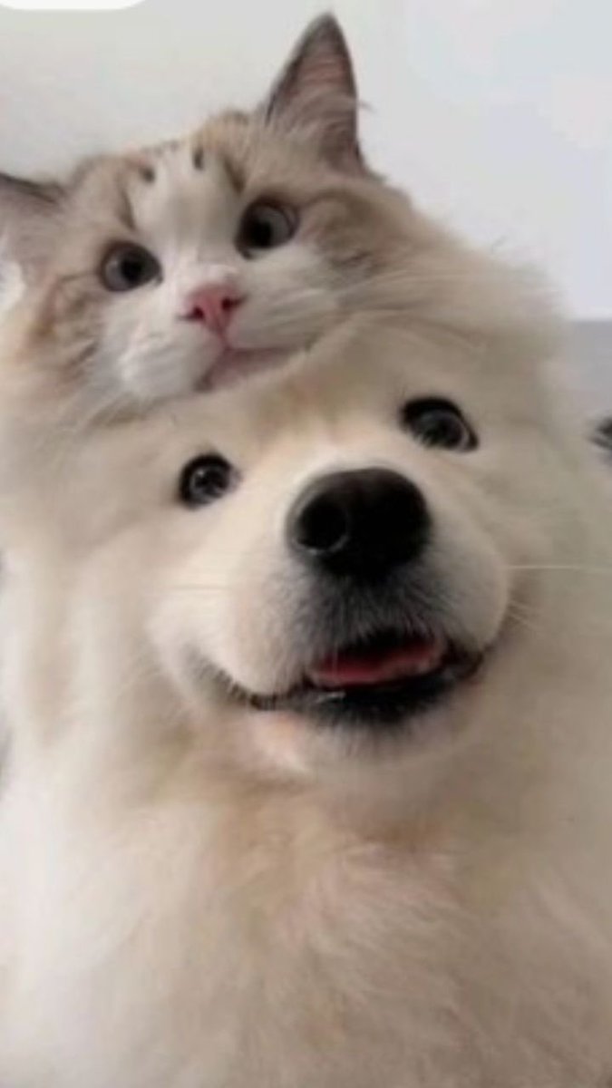빼꼼🐱🐶