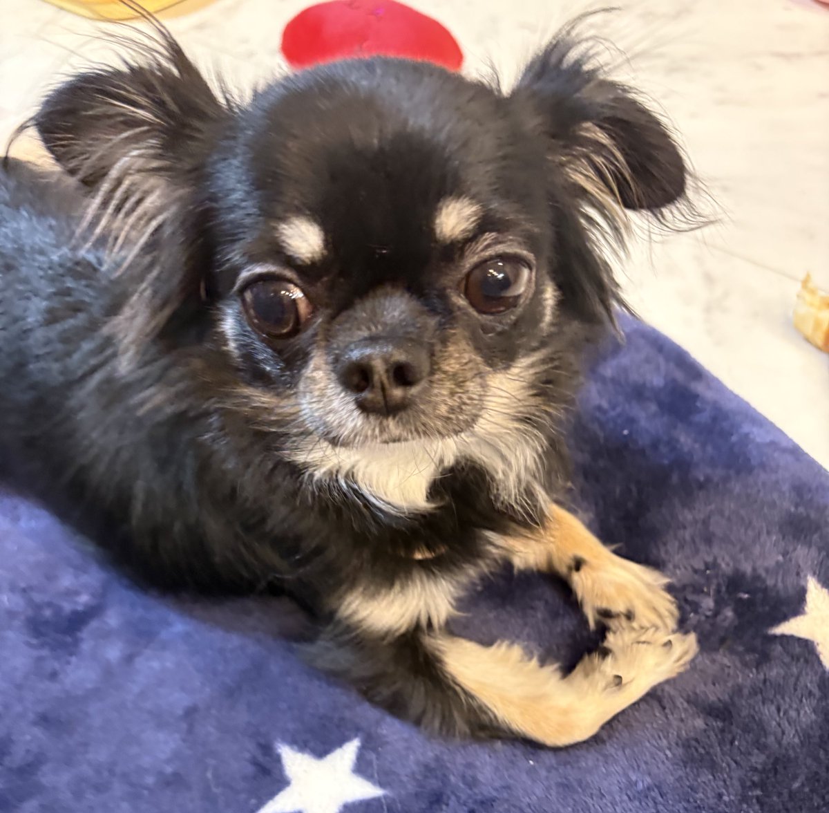 うちの犬ちゃん(ちわわ) (@chikuwa__chan) / Posts / X