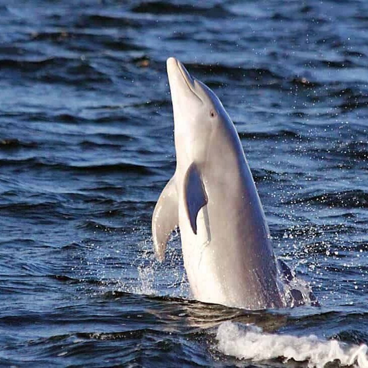 Keonho is officially 17! 🎂💎 In honor of his special day, i adopted a dolphin to celebrate #KeonhoDay - making a splash for the best boy! 🐬✨

KEONHO SWIMS TO SEVENTEEN

#건호생일축하한다고_외쳥
#AhnGonnaBeiKEONic
#HappyKeonhoDay