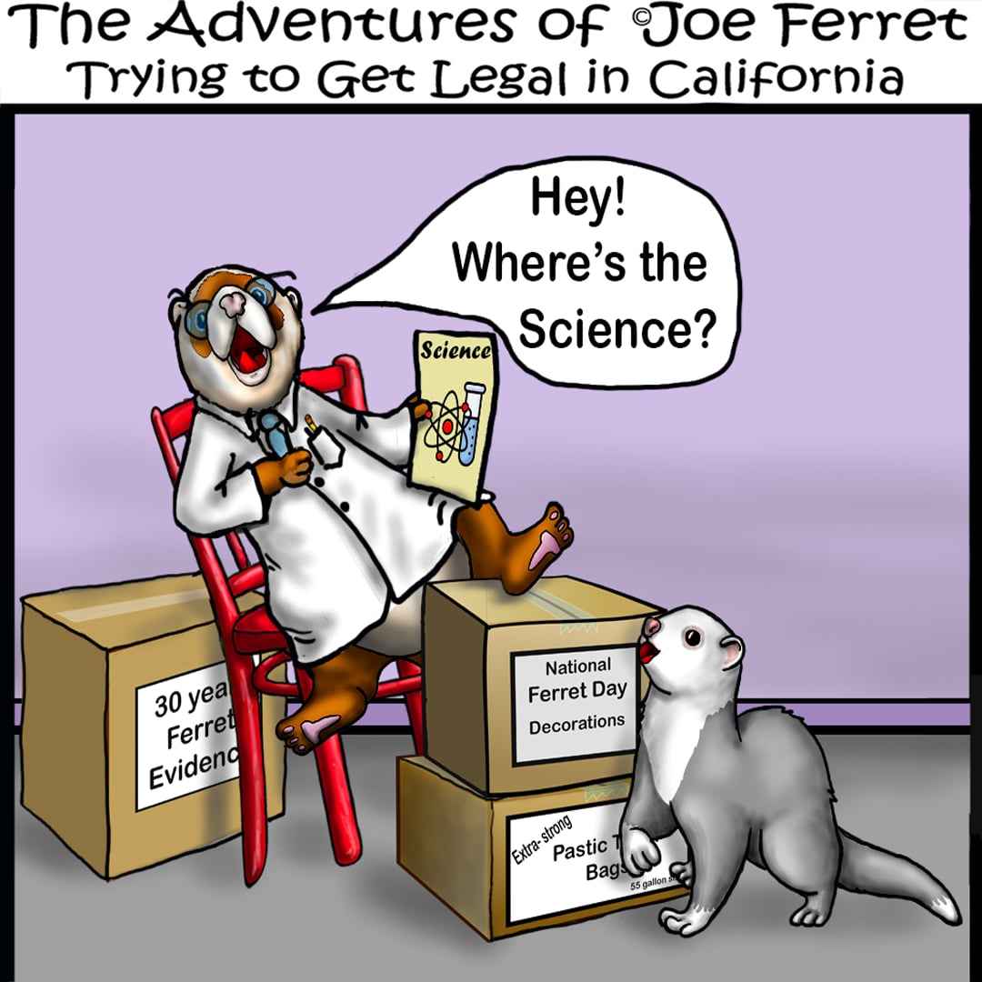 atthevets's tweet photo. Happy Five Dollar Ferret Friday.  Fish and Game - show us your work on our petition for regulation change https://t.co/MwAruyHAyJ https://t.co/FeHgUNPJmB