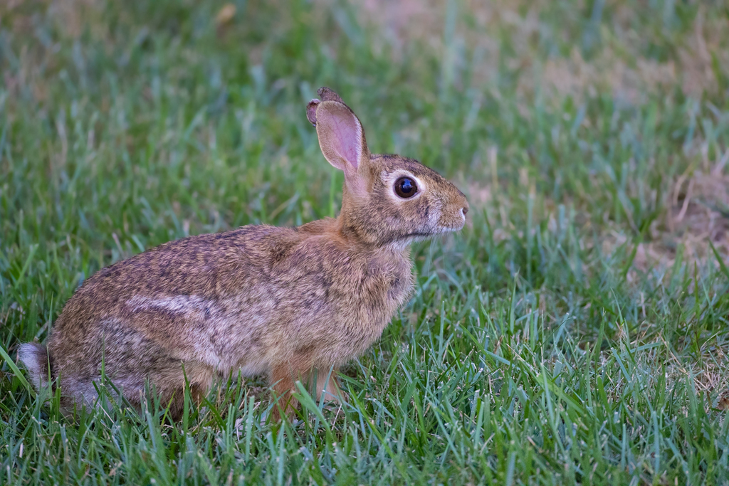 World Lagomorph Society tweet media