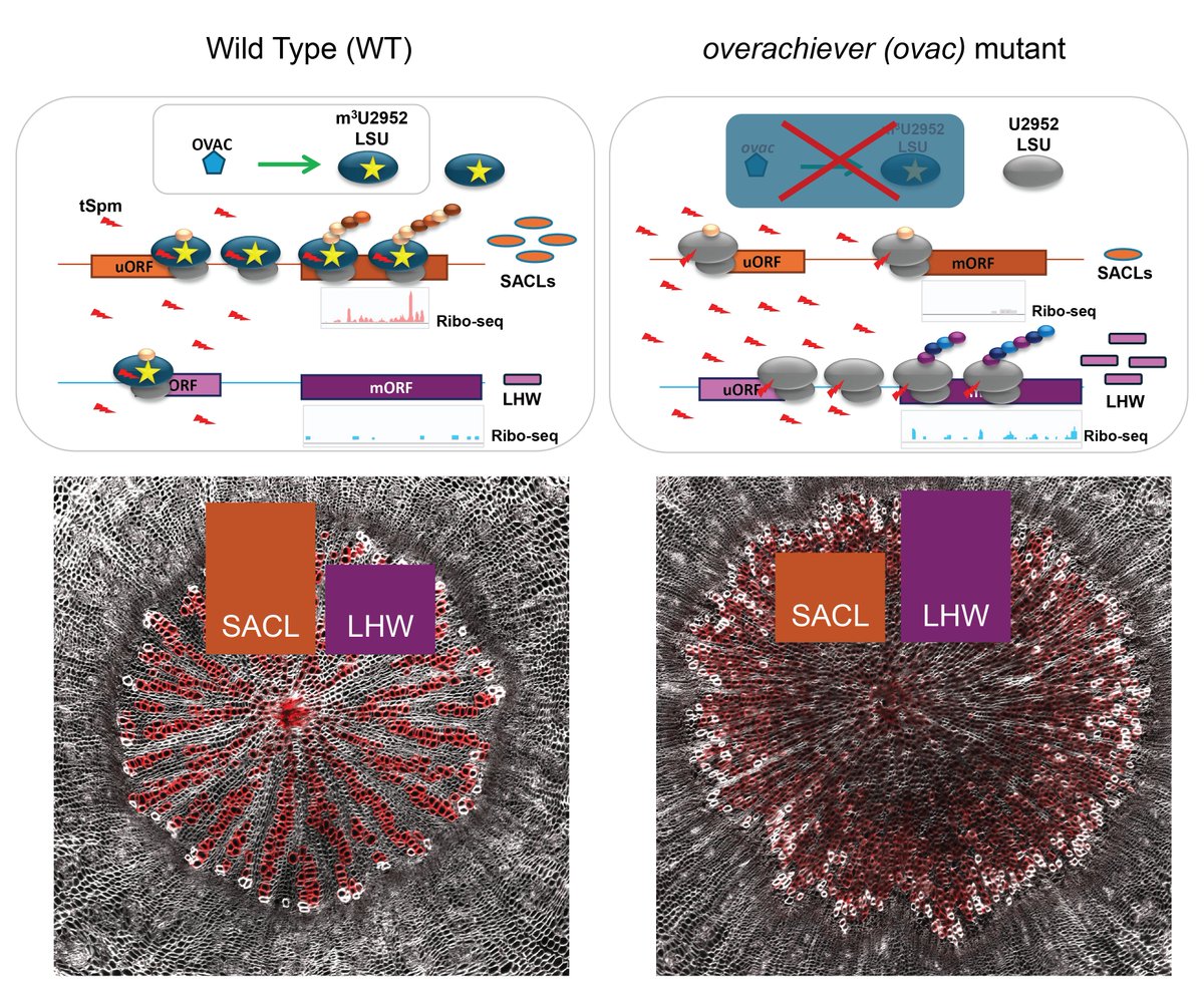 Sainsbury Laboratory Cambridge University (SLCU) tweet media