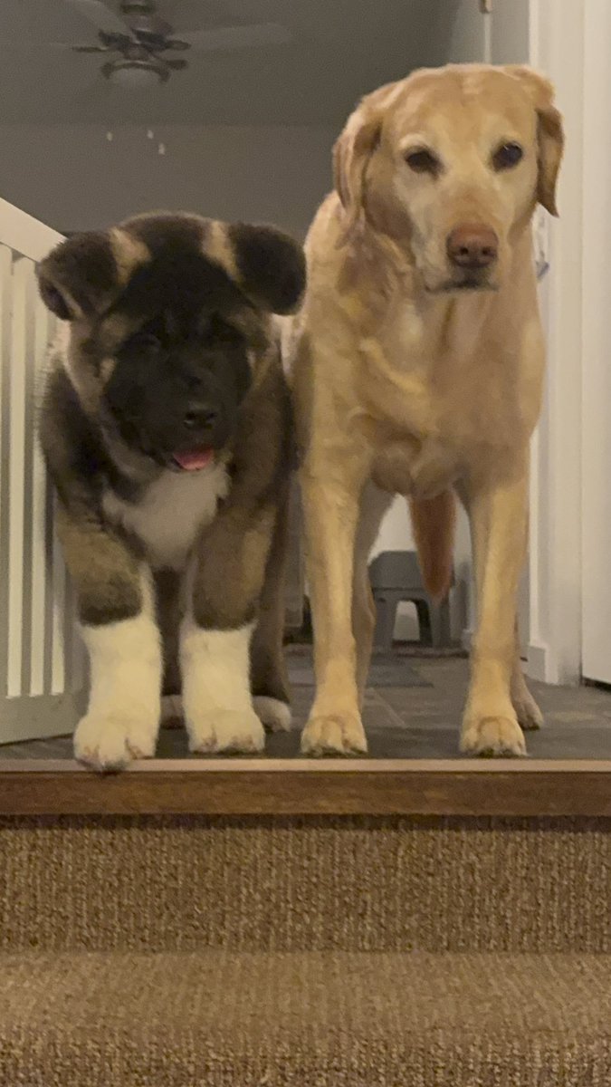 gregory_nancy's tweet photo. @PhilSledge 15 week old Makoto &amp; Big Sis Sadie 🐾❤️❤️🐾 https://t.co/t8Z3aTe18U