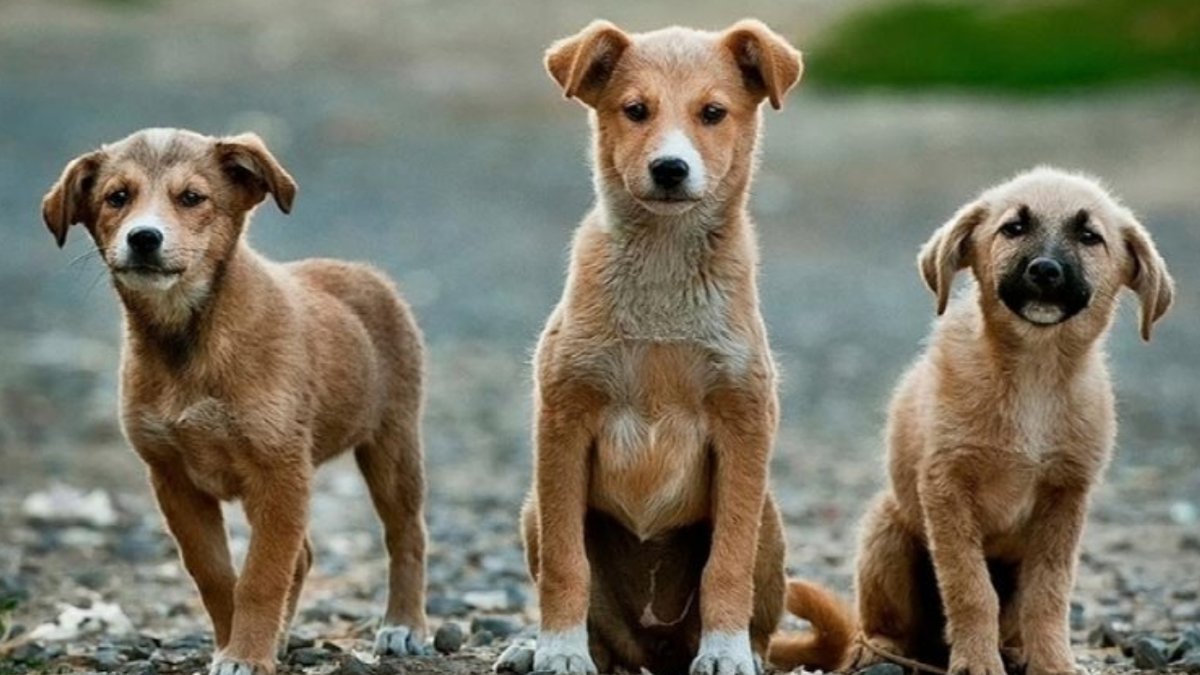 Sahiplendiği köpeklere cinsel saldırıda bulunup öldüren doktora verilen 9 yıl hapis cezası 4 yıla düşürüldü
cumhuriyet.com.tr/turkiye/sahipl…