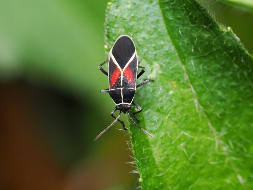 Lilly Fritillary tweet media