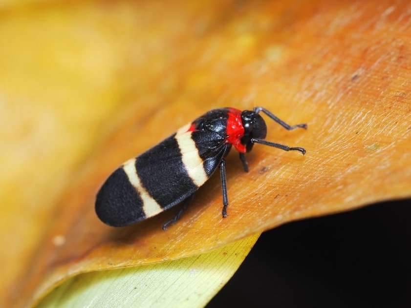 Lilly Fritillary tweet media