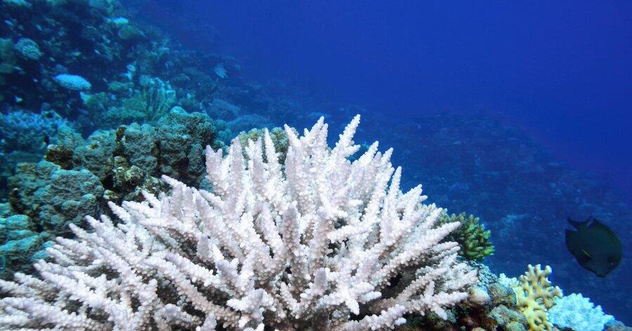 Plus de 51% des coraux du monde ont blanchi en 3 ans, laissant présager une catastrophe marine limportant.fr/infos-news/138… <a href="/futurasciences/">Futura</a>