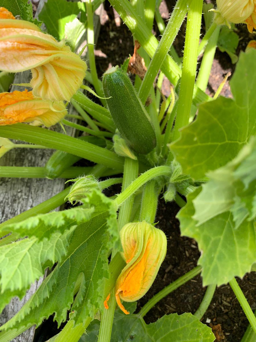 Not only do Fantastic Lesbians like to grow greenery some of us enjoy cooking with our own produce too.