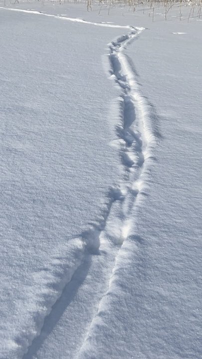 Voisiko olla majavan jäljet? Välillä näkyy käpäläjäljet ja välillä on lanattu tyyliin, joka sopisi majavan häntään.