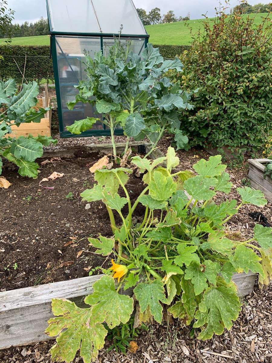 We are quite adept at a little companion planting too.