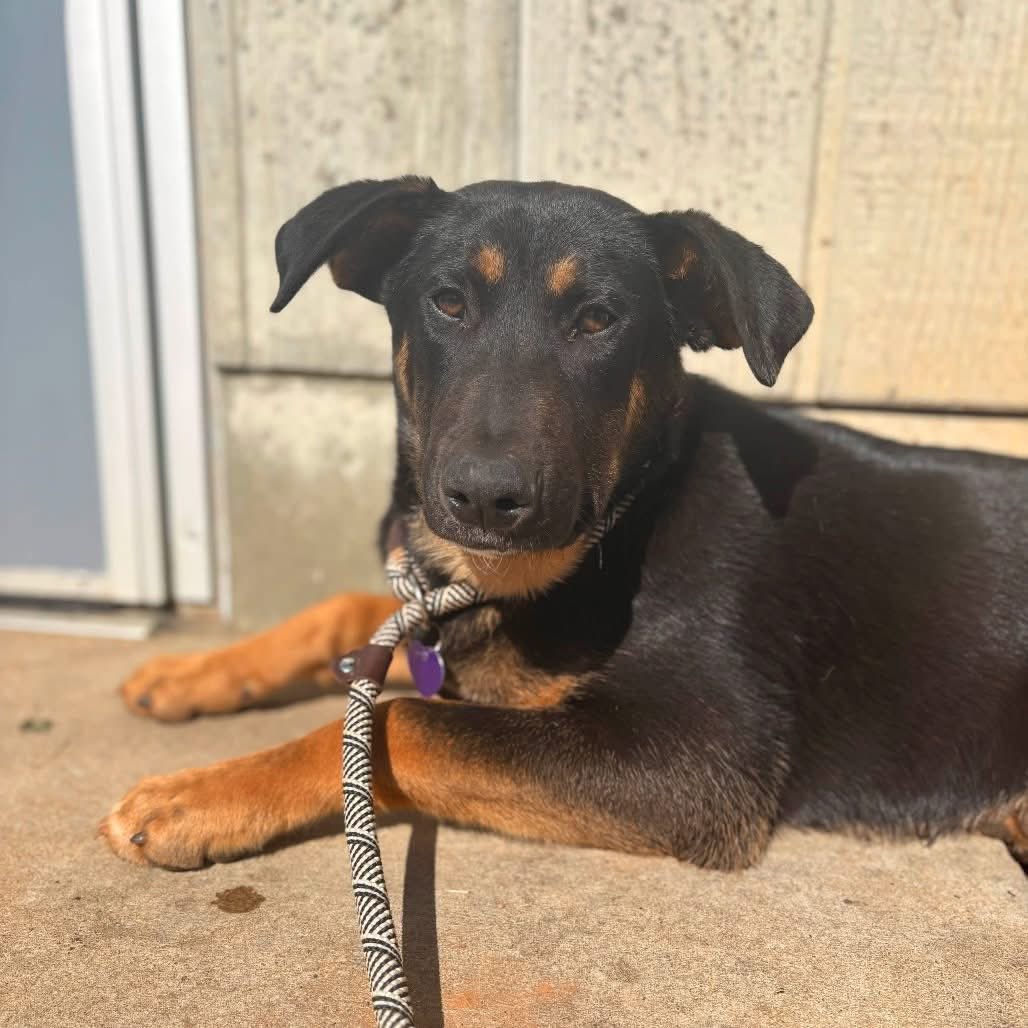 ꜱᴀᴠɪɴɢ ꜱʜᴇʟᴛᴇʀ ᴅᴏɢꜱ tweet media