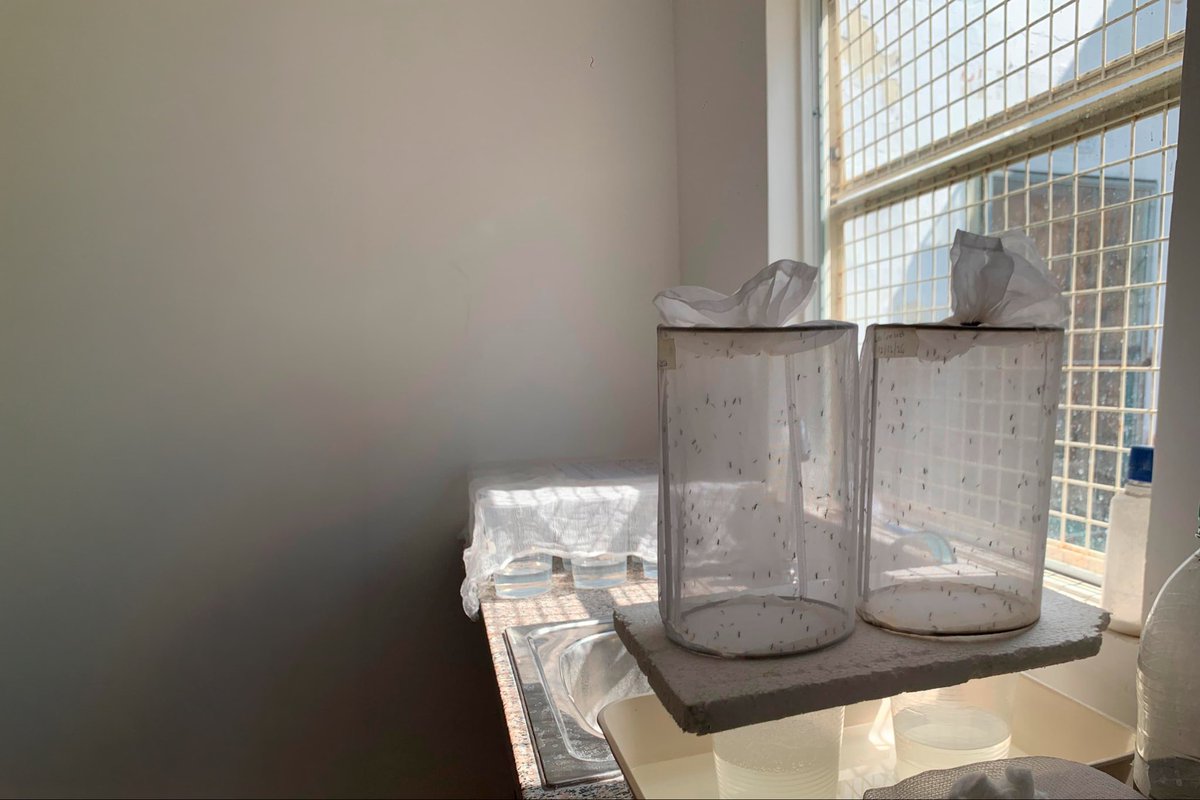 ¡Acciones en Manta! 🇪🇨💪

Autoridades de los ministerios de <a href="/Salud_Ec/">Ministerio de Salud Pública 🇪🇨</a> y @Ambiente_Ec, junto al <a href="/PNUDEcuador/">PNUD Ecuador</a> y la <a href="/espol/">ESPOL</a>, cumplieron agenda para fortalecer la respuesta frente al dengue y los efectos del cambio climático en la salud pública.