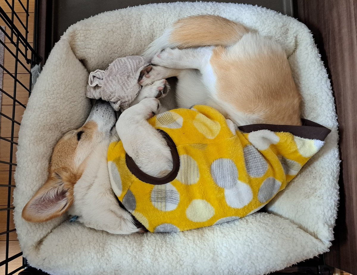 心ちゃんちょっとヘソ天から横向きになってからのおやすみなさい