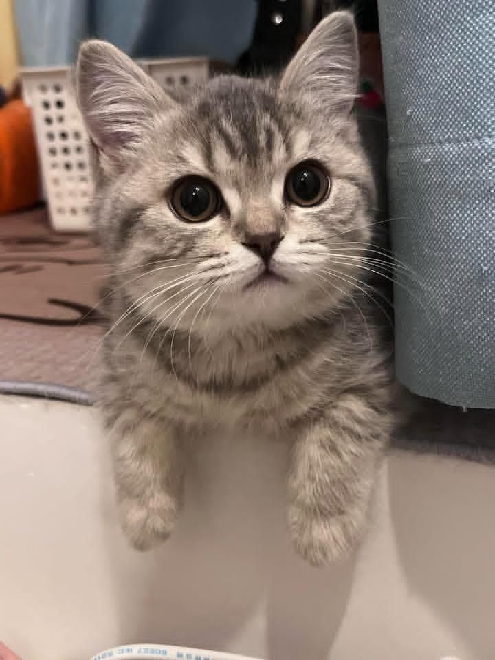 cutestscats's tweet photo. https://t.co/B3rLKQnQRQ
