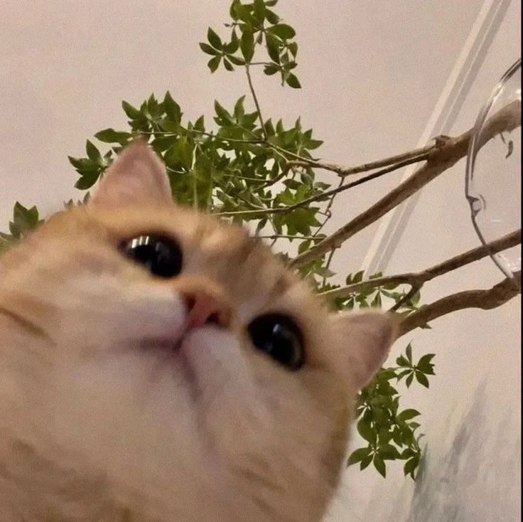 cutest cats tweet media