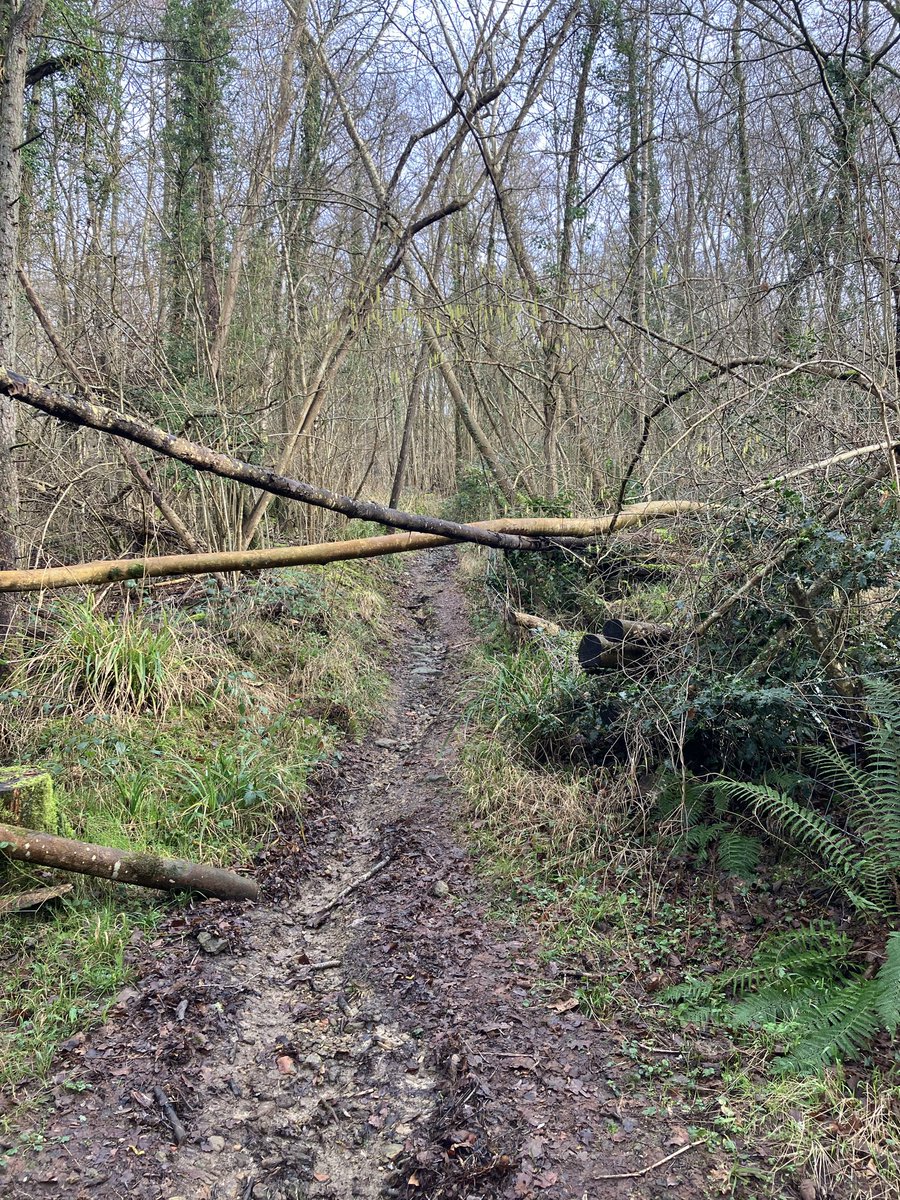 DieselLanc's tweet photo. Some fallen trees tried to block my path but still found a nice tree standing tall #treeclub https://t.co/vMRhbd4Hoq