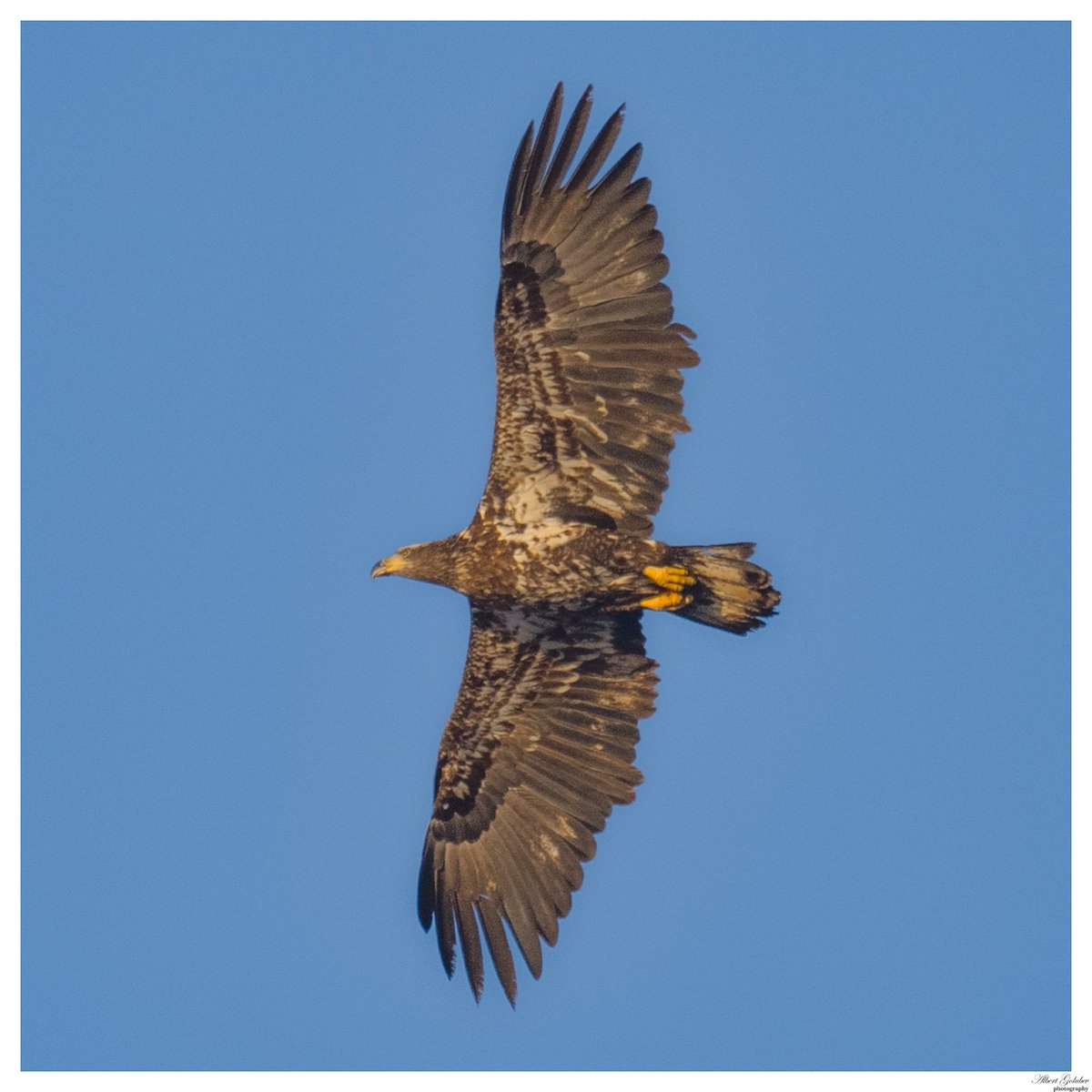 qaextreme's tweet photo. Juvenile eagle flying over Lawrence,NY @BirdQueens https://t.co/ge1SRCWB7g