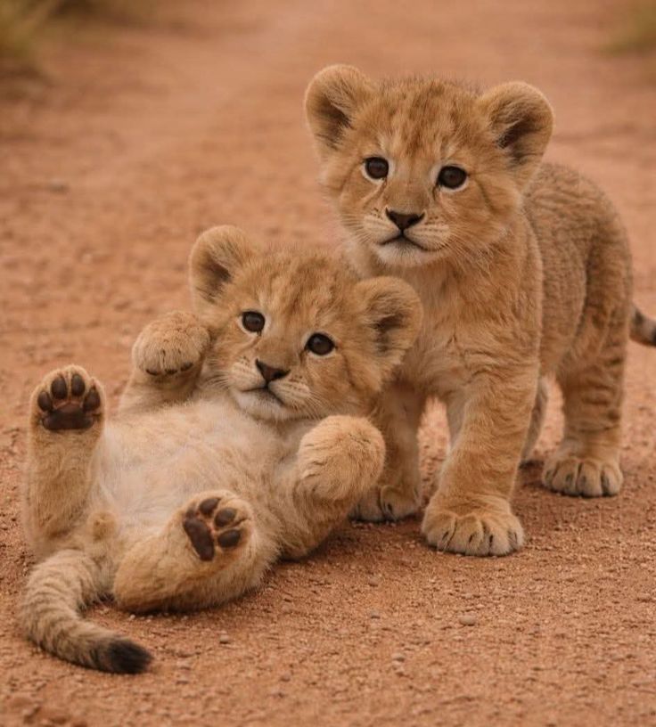 Beautiful views (@magicalnature5) on Twitter photo 