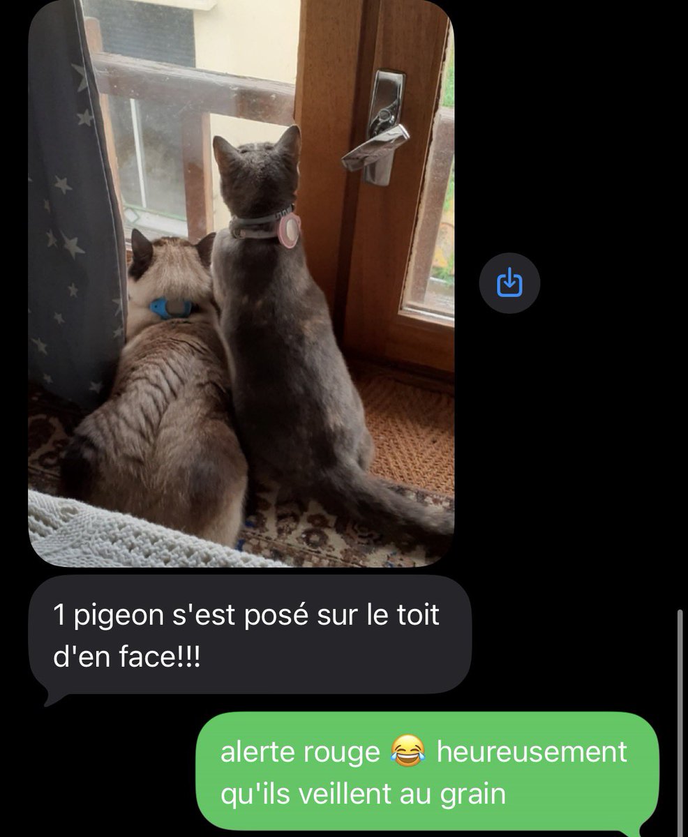 Quand je sors mes chats, ils vont souvent gratter chez ma voisine qui est une petite grand mère qui vit seule et n’a plus de chats, alors je les lui laisse et elle m’envoie régulièrement des photos 🥺🥰