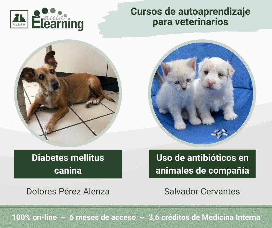 📚✨ En nuestro catálogo de cursos de autoaprendizaje de veterinaria encontraréis formaciones como:
🔸 Diabetes mellitus canina, de Dolores Pérez Alenza
🔸 Uso de antibióticos en animales de compañía, de Salvador Cervantes

🔗 Más cursos: formacion.avepaelearning.com/course/index.p…
