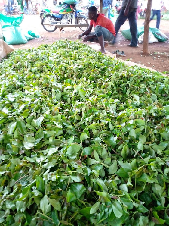 As I promised yesterday, here are the results.

Last December, despite major obstacles and limited funds, we submitted 8 Miraa (Muguka) samples to an independent laboratory for testing of two widely used herbicides:

- Glyphosate
- Paraquat 
Total cost: Over KSh 60,000

Samples