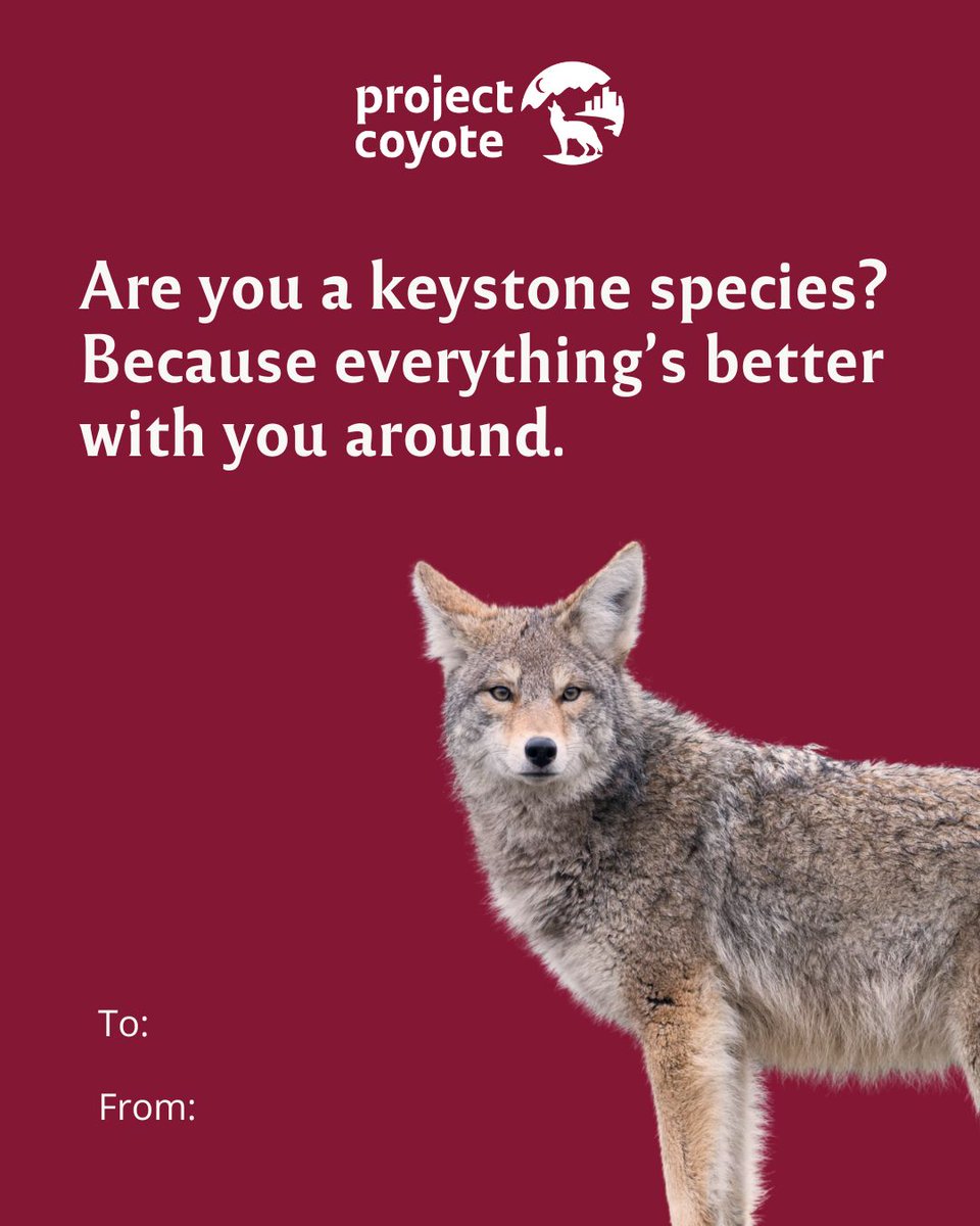 Roses are red,
Violets are blue,
Share one of our Valentines,
and support wildlife, too! 🐾❤️

#ProjectCoyote #ValentinesDay #Valentine #Coyote
