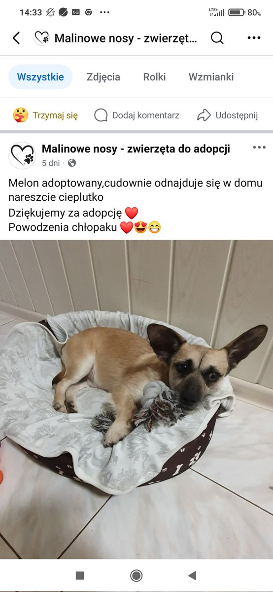 Mam cudne wieści z Malinowych Nosów 🥰 MELON 🐕ma 🏡 i swoich kochających CZŁOWIEKÓW 🥹🥳💗 Bądź szczęśliwy Skarbeńku Kochany 😘🍀🫶🏼🐾 
#NieKupujAdoptuj