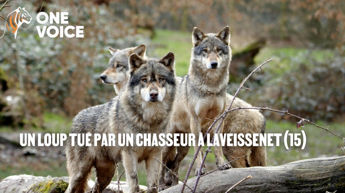 Un loup tué à Laveissenet
Le chasseur dit l’avoir pris pour un renard…🙄
38 kg vs 7 kg : la “confusion” interroge

Évoquer déjà un simple rappel à la loi banalise les faits.
Tuer un loup est puni de 3 ans de prison et 150 000 € d’amende

Appliquons la loi ! #RespectPourLesLoups