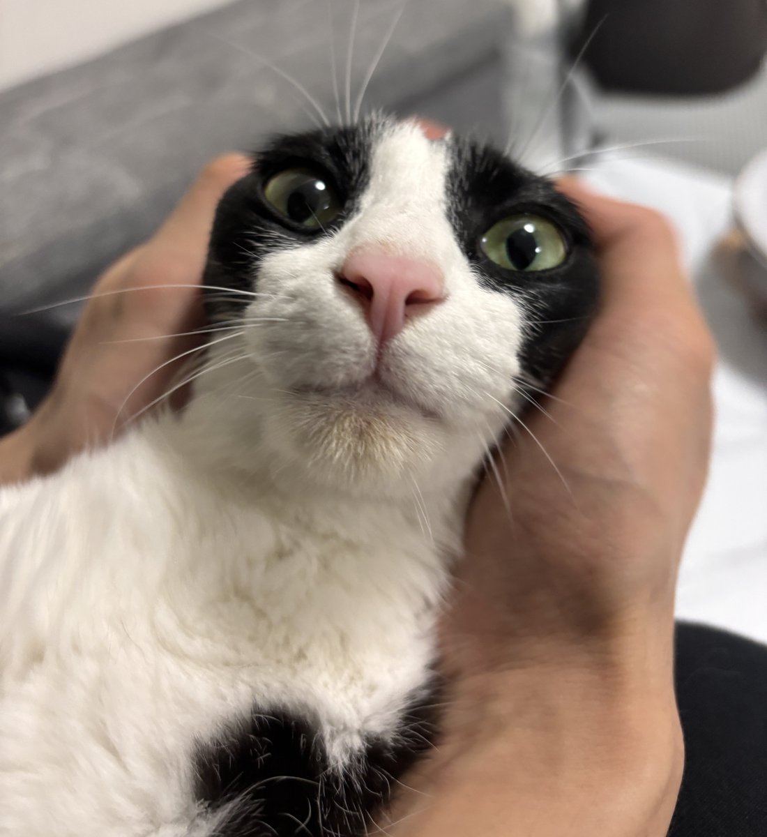 ハチワレ猫しゃち tweet media