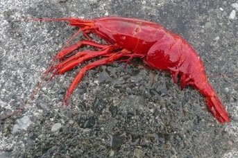 1918（大正７）年、沼津御用邸裏の海岸に大きなエビが打ち上げられているのを皇太子裕仁殿下（当時）が発見した。

全長20センチほどで、真っ赤な体が特徴。

生物に詳しい殿下ですら、調べてみてもどの種類と分からず、

当時の第一人者である寺尾新博士にくわしい調査を依頼した。

調査の結果