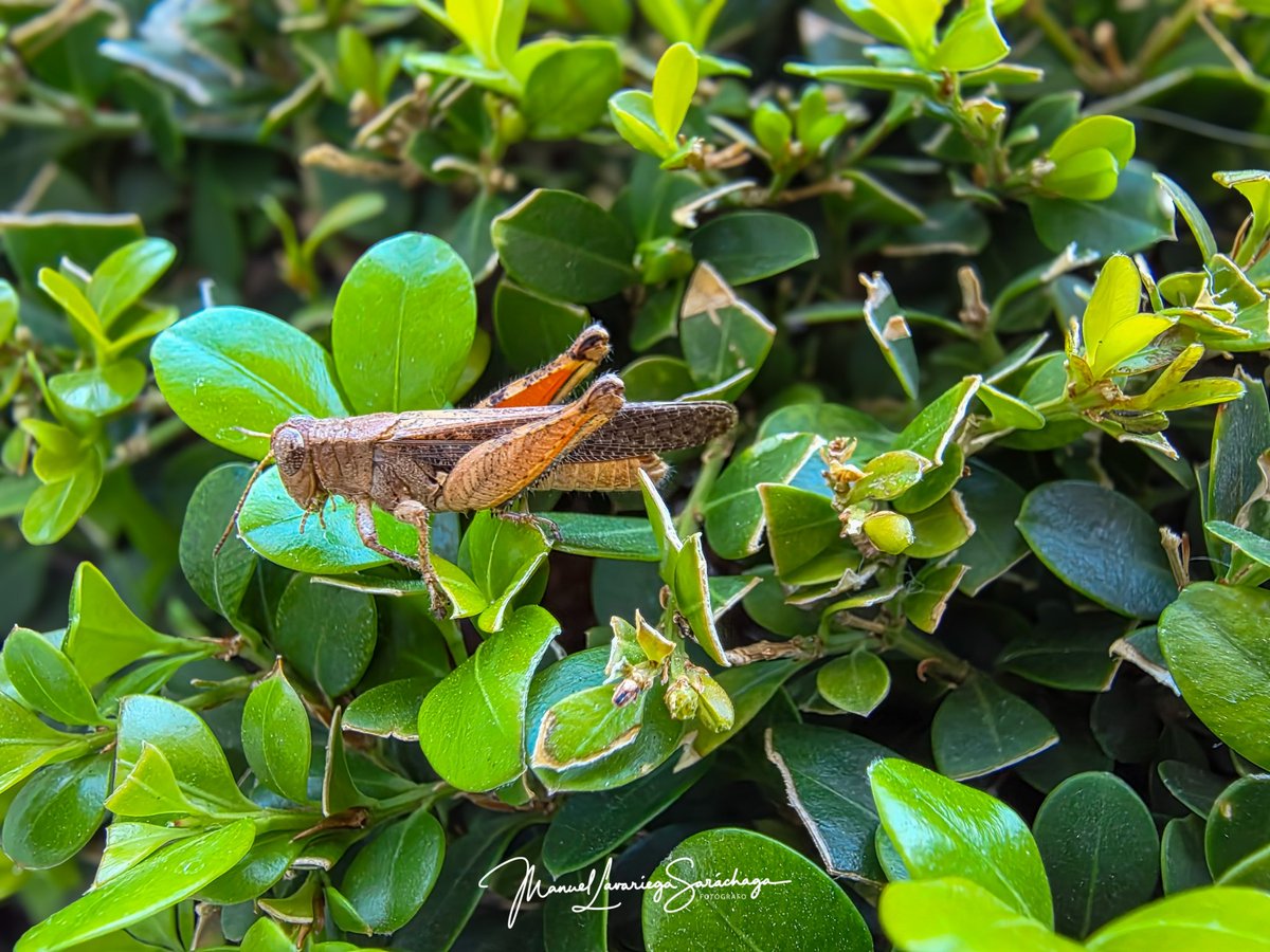 Arquitectura del Instinto
Nikon D7500 (sensor APS-C 20.9 MP CMOS)
Micro-Nikkor 105mm f/2.8 VR
f/11
1/320 s
ISO 200
AF-S punto único
RAW 14 bits
Medición: Puntual sobre el sujeto
Iluminación: Luz natural difusa

lavariegafotografo.com/blog/f/arquite…