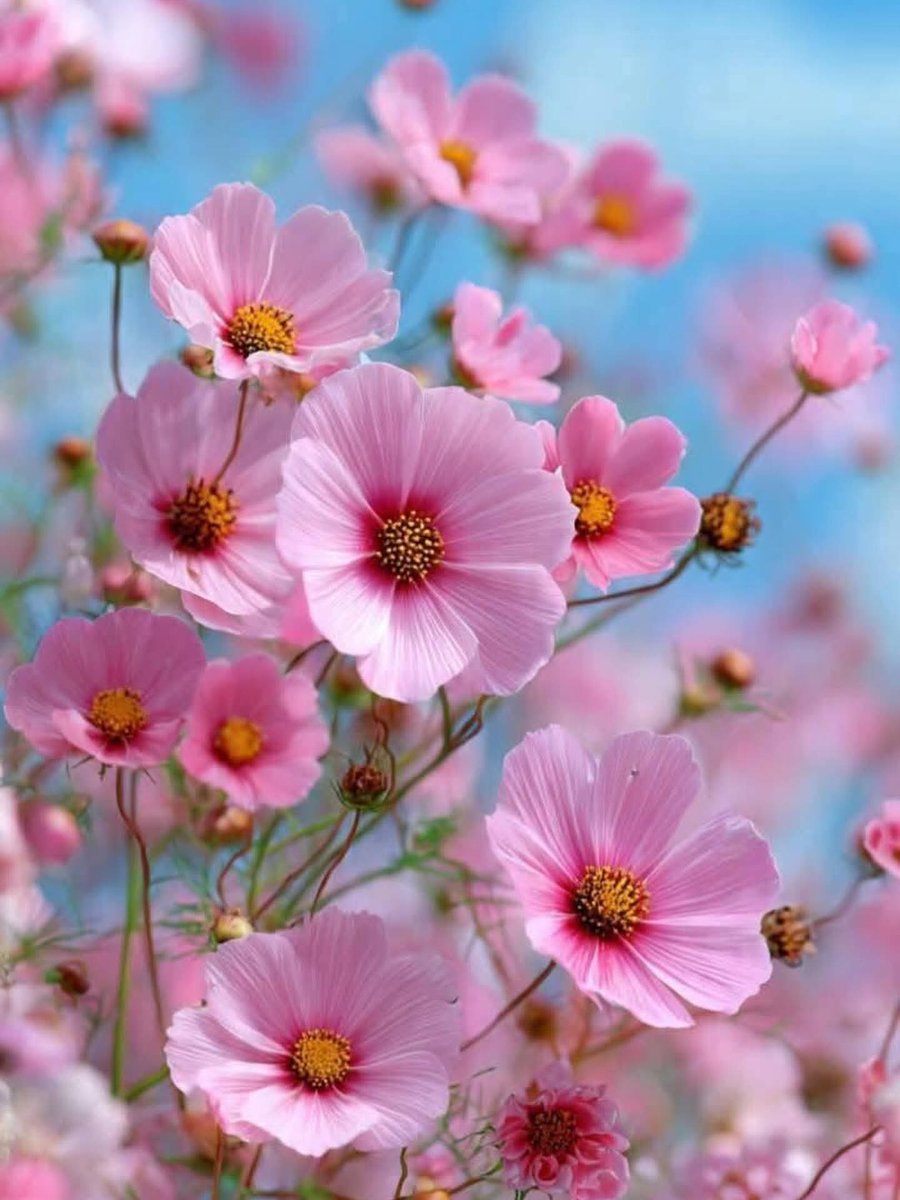 BEAUTY 🥀🌿🥀 (@regisnaturer) on Twitter photo 