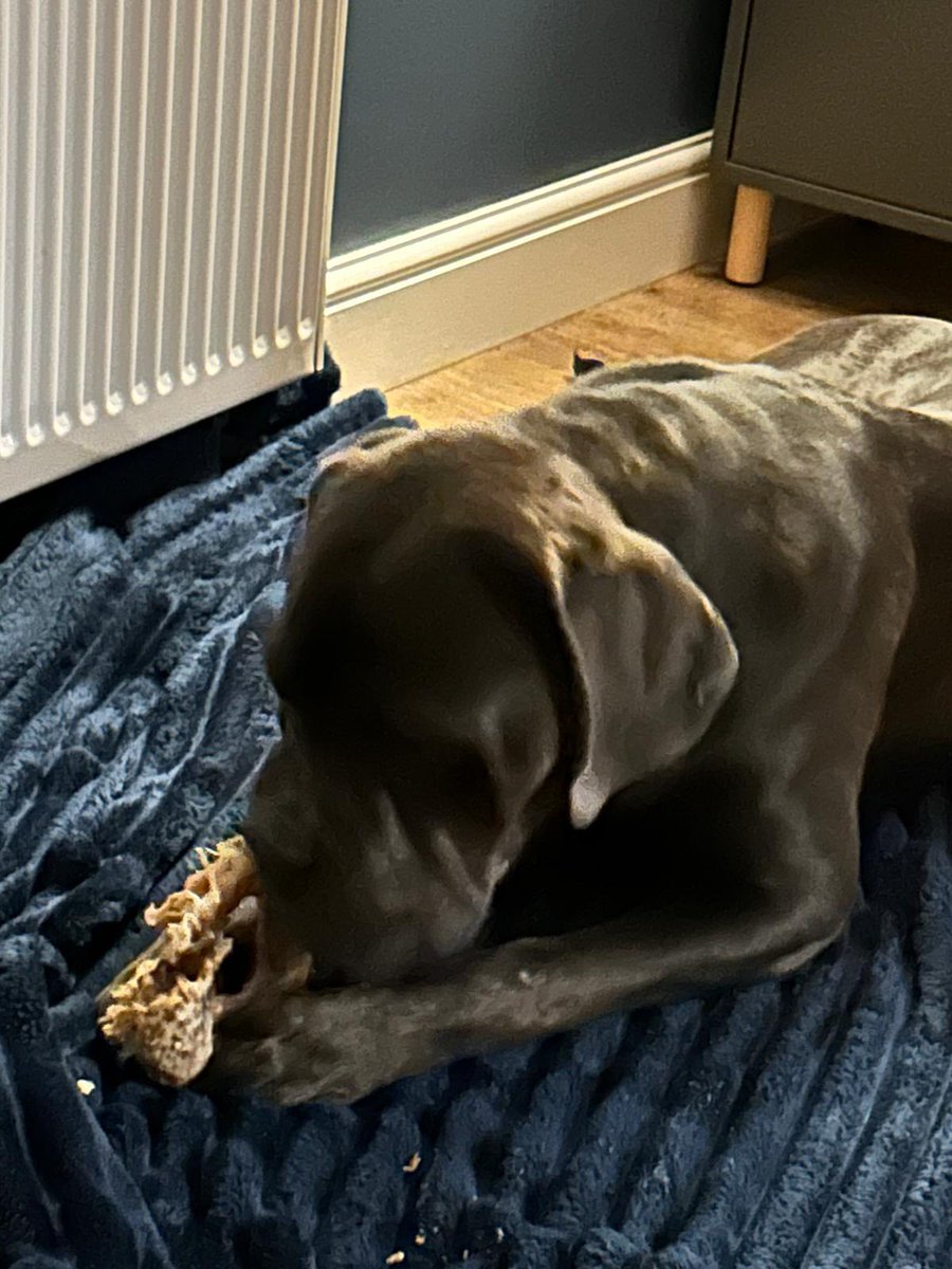 Gorgeous MERLIN is desperate to find his forever family
This large boy is around 14 months old
He is a big playful boy once he trusts you and loves to play. Once he loves you he gives the best cuddles
Home check and adoptions fees apply (£200)
imminghamdogshome.org/form/
#Grimsby
