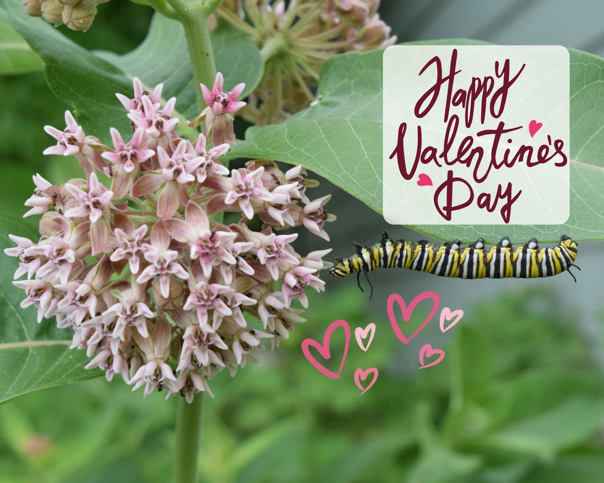 IowaMonarchs's tweet photo. The perfect match 💖 Happy Valentine’s Day everyone! Show your love for pollinators by planting a native garden to welcome back the monarchs when they return in the spring! #IowaMonarchs #HappyValentinesDay #NativeGardening #PollinatorConservation #MonarchsAndMilkweed https://t.co/8rgJC7Q01r