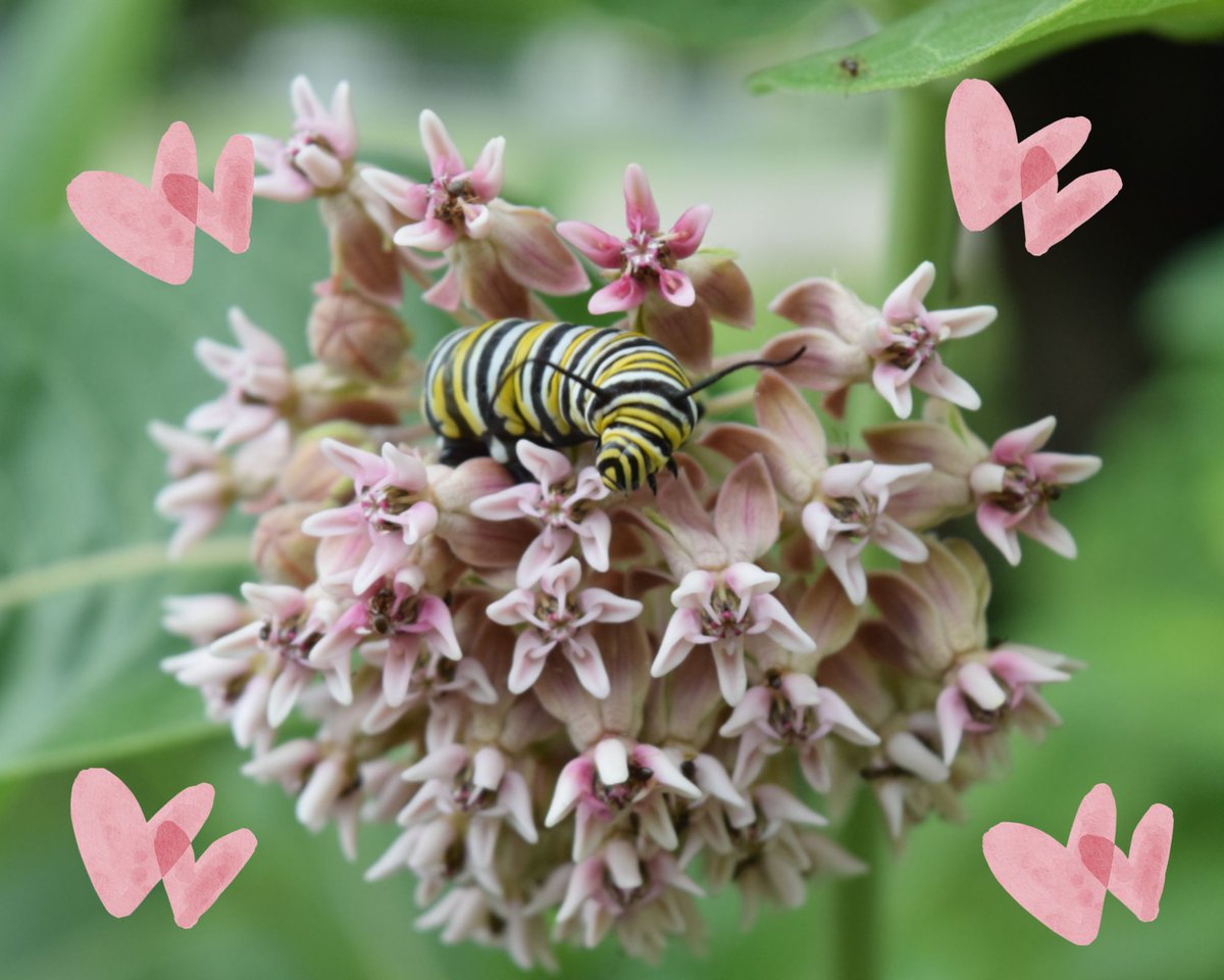 IowaMonarchs's tweet photo. The perfect match 💖 Happy Valentine’s Day everyone! Show your love for pollinators by planting a native garden to welcome back the monarchs when they return in the spring! #IowaMonarchs #HappyValentinesDay #NativeGardening #PollinatorConservation #MonarchsAndMilkweed https://t.co/8rgJC7Q01r