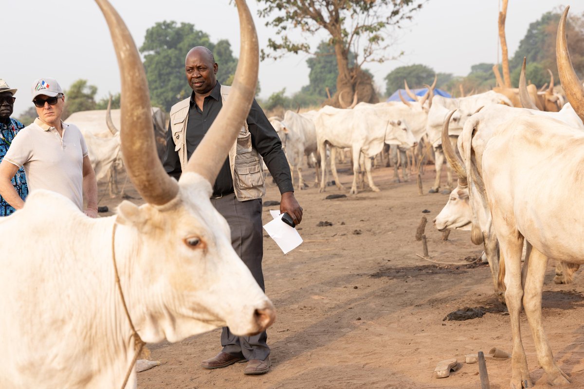FAOSouthSudan's tweet photo. FAO organized a joint visit with the Ministry of #Livestock &amp; Fisheries and partners to Dijere Cattle Camp to launch the 2026 Livestock Vaccination Campaign 💉🐄

They met with cattle-keepers to hear their needs.

Thanks to FAO 🇸🇸’s donors for their continued #Partnership 🙏 https://t.co/1oKAPkyi2C