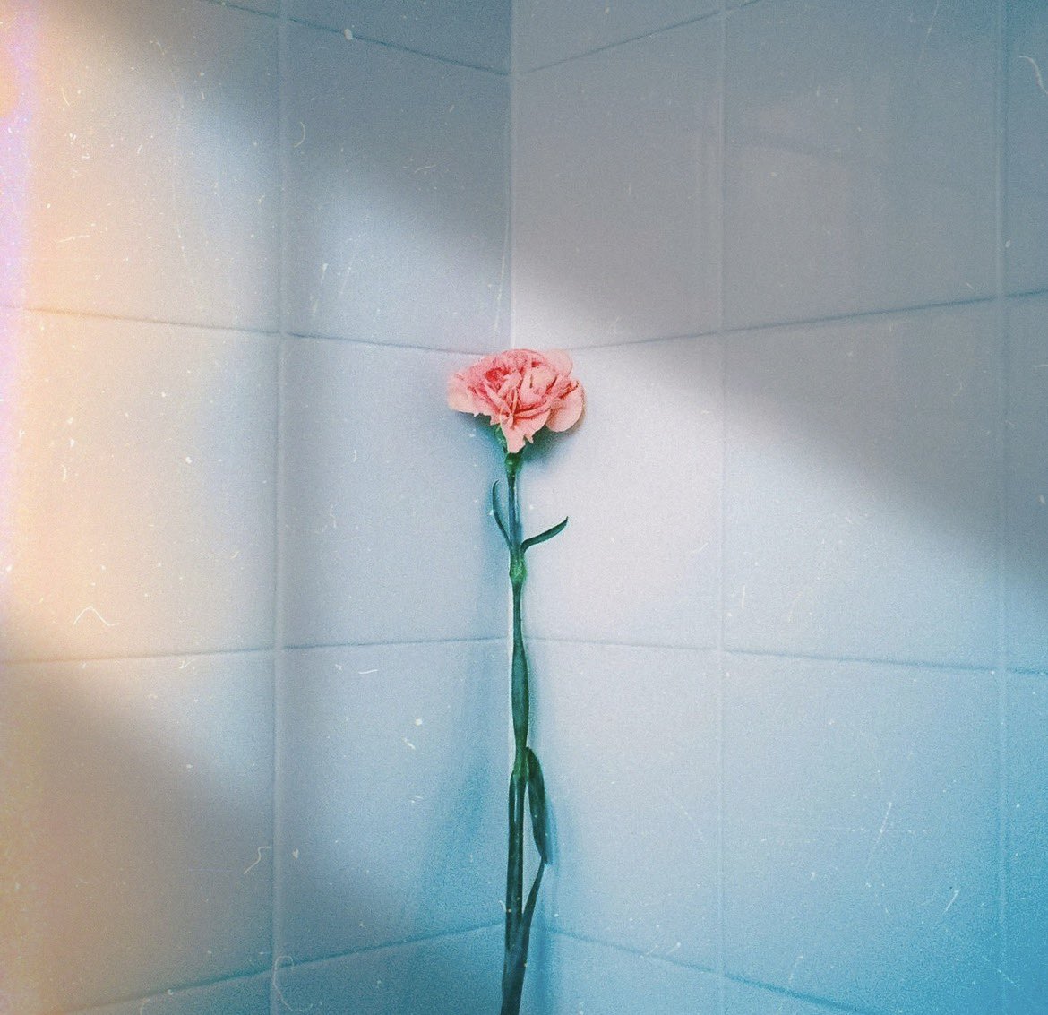 カフネ tweet media