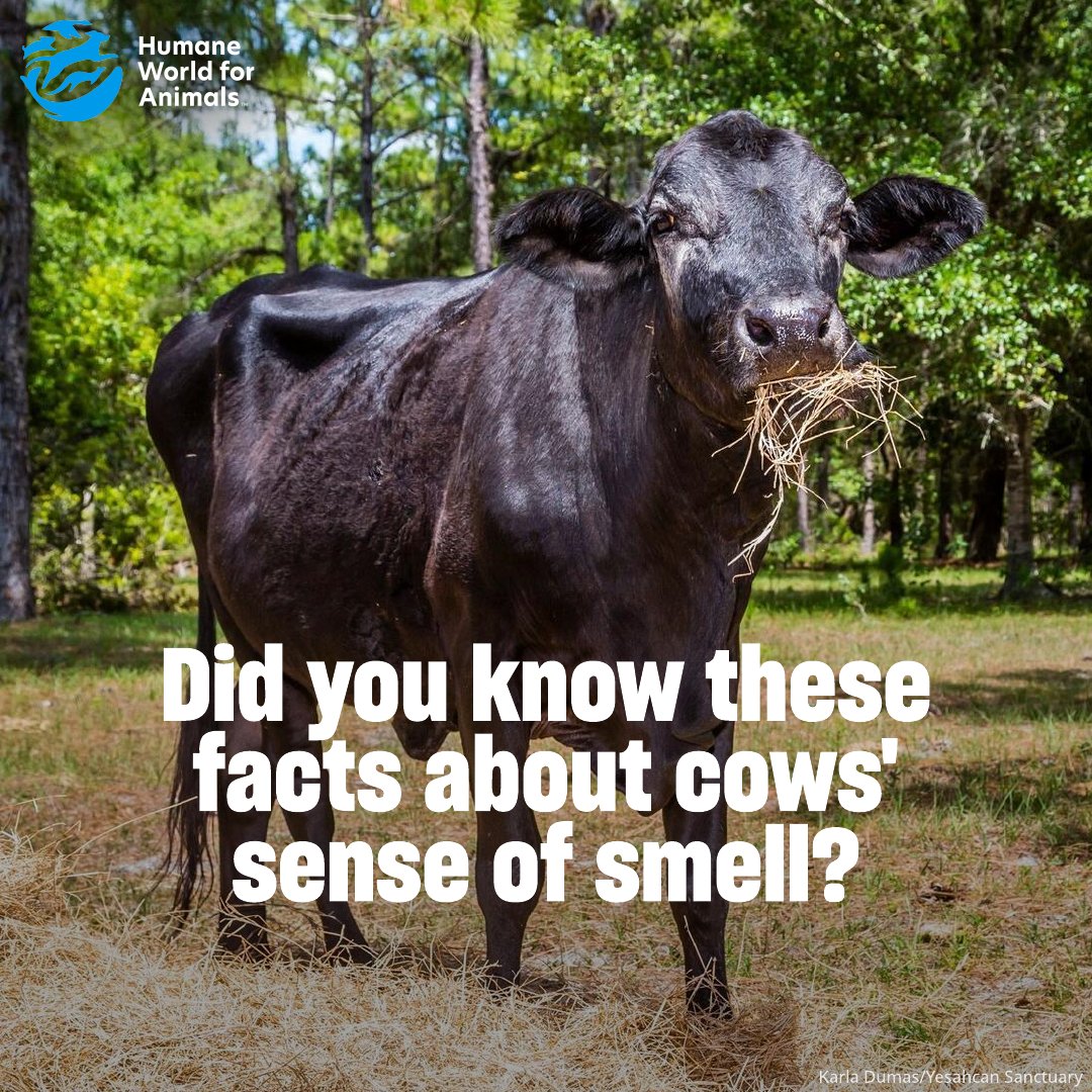 Humane World Farm Animals tweet media