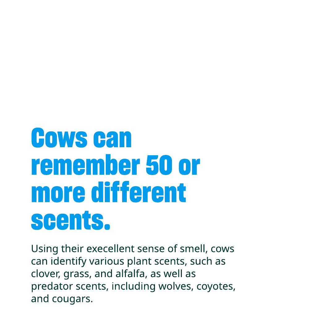 Humane World Farm Animals tweet media