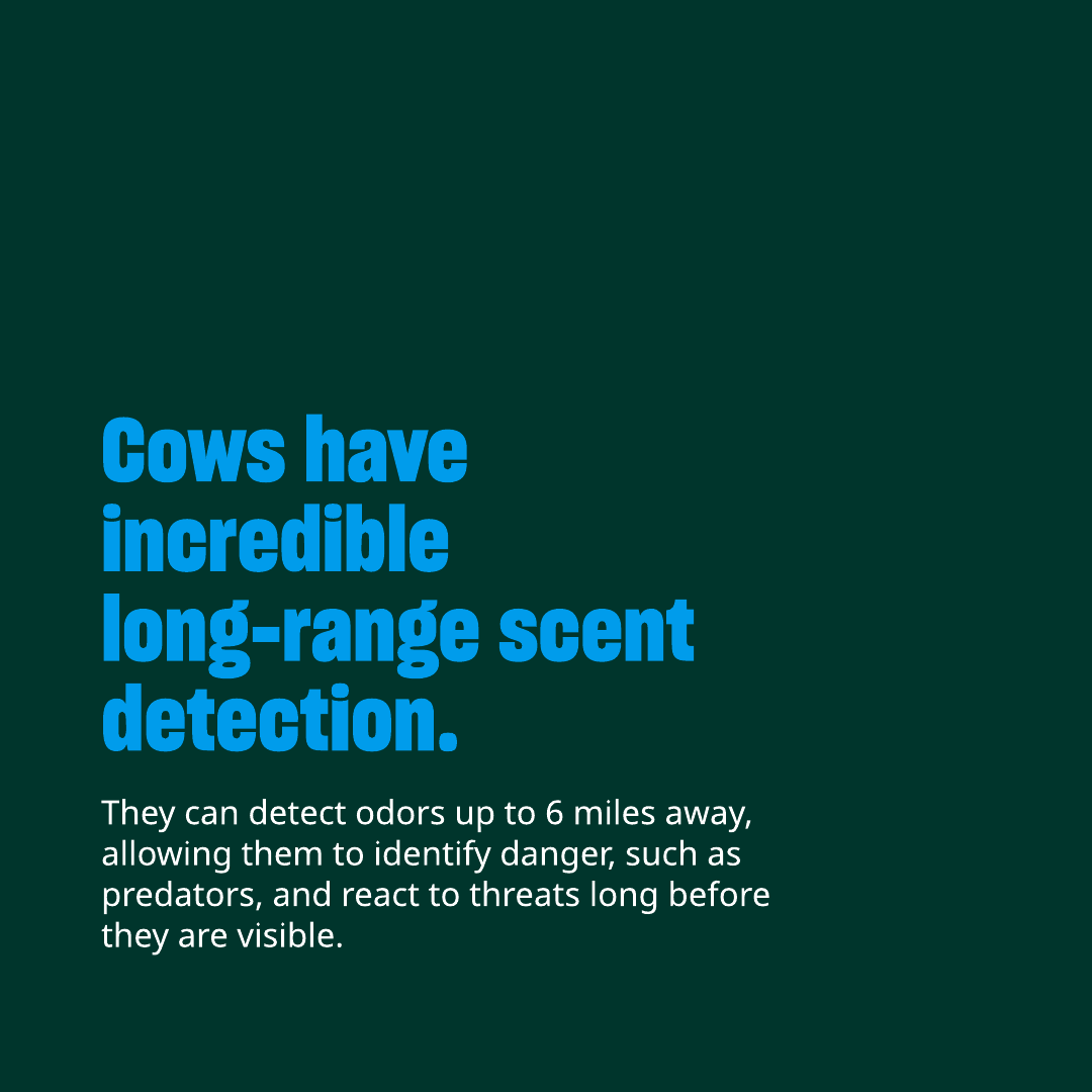 Humane World Farm Animals tweet media